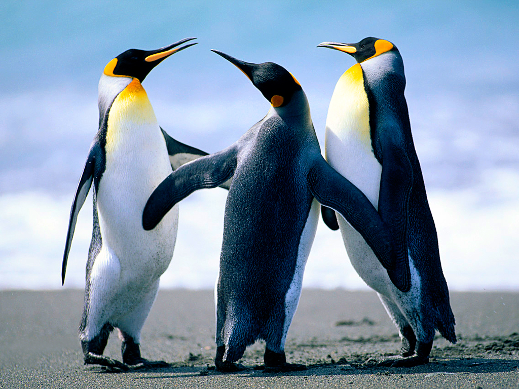 This is a picture of penguins.